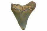Juvenile Megalodon Tooth - North Carolina #354537-1